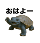 青いカメのリアルスタンプ（個別スタンプ：1）