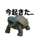 青いカメのリアルスタンプ（個別スタンプ：2）