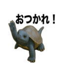 青いカメのリアルスタンプ（個別スタンプ：3）