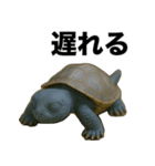 青いカメのリアルスタンプ（個別スタンプ：4）