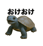 青いカメのリアルスタンプ（個別スタンプ：5）