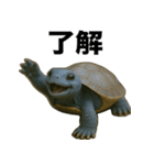 青いカメのリアルスタンプ（個別スタンプ：6）