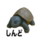 青いカメのリアルスタンプ（個別スタンプ：7）