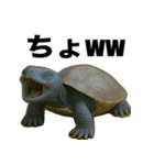 青いカメのリアルスタンプ（個別スタンプ：8）