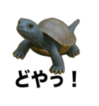 青いカメのリアルスタンプ（個別スタンプ：9）