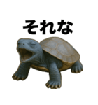 青いカメのリアルスタンプ（個別スタンプ：10）