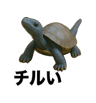 青いカメのリアルスタンプ（個別スタンプ：11）