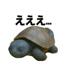 青いカメのリアルスタンプ（個別スタンプ：12）