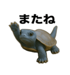 青いカメのリアルスタンプ（個別スタンプ：14）