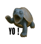 青いカメのリアルスタンプ（個別スタンプ：16）