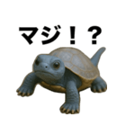 青いカメのリアルスタンプ（個別スタンプ：17）