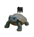 青いカメのリアルスタンプ（個別スタンプ：18）