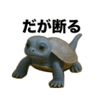 青いカメのリアルスタンプ（個別スタンプ：20）