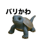 青いカメのリアルスタンプ（個別スタンプ：22）