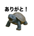 青いカメのリアルスタンプ（個別スタンプ：23）