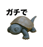 青いカメのリアルスタンプ（個別スタンプ：24）