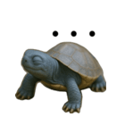 青いカメのリアルスタンプ（個別スタンプ：26）