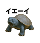 青いカメのリアルスタンプ（個別スタンプ：27）