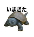 青いカメのリアルスタンプ（個別スタンプ：28）