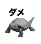 青いカメのリアルスタンプ（個別スタンプ：30）