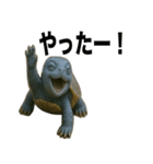 青いカメのリアルスタンプ（個別スタンプ：31）