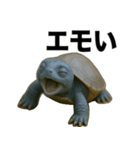 青いカメのリアルスタンプ（個別スタンプ：32）