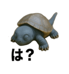 青いカメのリアルスタンプ（個別スタンプ：33）