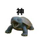 青いカメのリアルスタンプ（個別スタンプ：34）