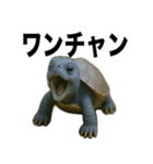 青いカメのリアルスタンプ（個別スタンプ：35）