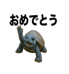 青いカメのリアルスタンプ（個別スタンプ：36）