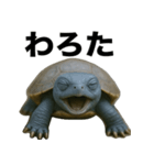青いカメのリアルスタンプ（個別スタンプ：37）