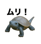 青いカメのリアルスタンプ（個別スタンプ：39）