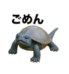青いカメのリアルスタンプ（個別スタンプ：40）