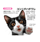 架空動物図鑑 vol.5(猫特集)（個別スタンプ：2）