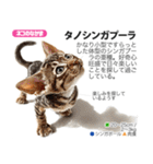 架空動物図鑑 vol.5(猫特集)（個別スタンプ：25）