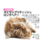 架空動物図鑑 vol.5(猫特集)（個別スタンプ：29）