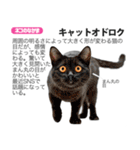 架空動物図鑑 vol.5(猫特集)（個別スタンプ：36）