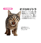 架空動物図鑑 vol.5(猫特集)（個別スタンプ：37）