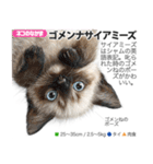 架空動物図鑑 vol.5(猫特集)（個別スタンプ：39）