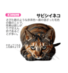 架空動物図鑑 vol.5(猫特集)（個別スタンプ：40）