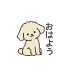落書き風トイプー アプリコット(日常会話)（個別スタンプ：1）