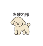 落書き風トイプー アプリコット(日常会話)（個別スタンプ：3）