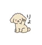 落書き風トイプー アプリコット(日常会話)（個別スタンプ：5）