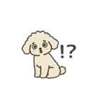 落書き風トイプー アプリコット(日常会話)（個別スタンプ：10）