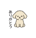 落書き風トイプー アプリコット(日常会話)（個別スタンプ：11）
