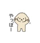 落書き風トイプー アプリコット(日常会話)（個別スタンプ：12）