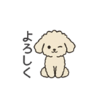 落書き風トイプー アプリコット(日常会話)（個別スタンプ：13）