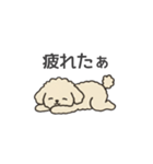 落書き風トイプー アプリコット(日常会話)（個別スタンプ：14）