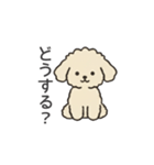落書き風トイプー アプリコット(日常会話)（個別スタンプ：17）