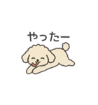 落書き風トイプー アプリコット(日常会話)（個別スタンプ：19）